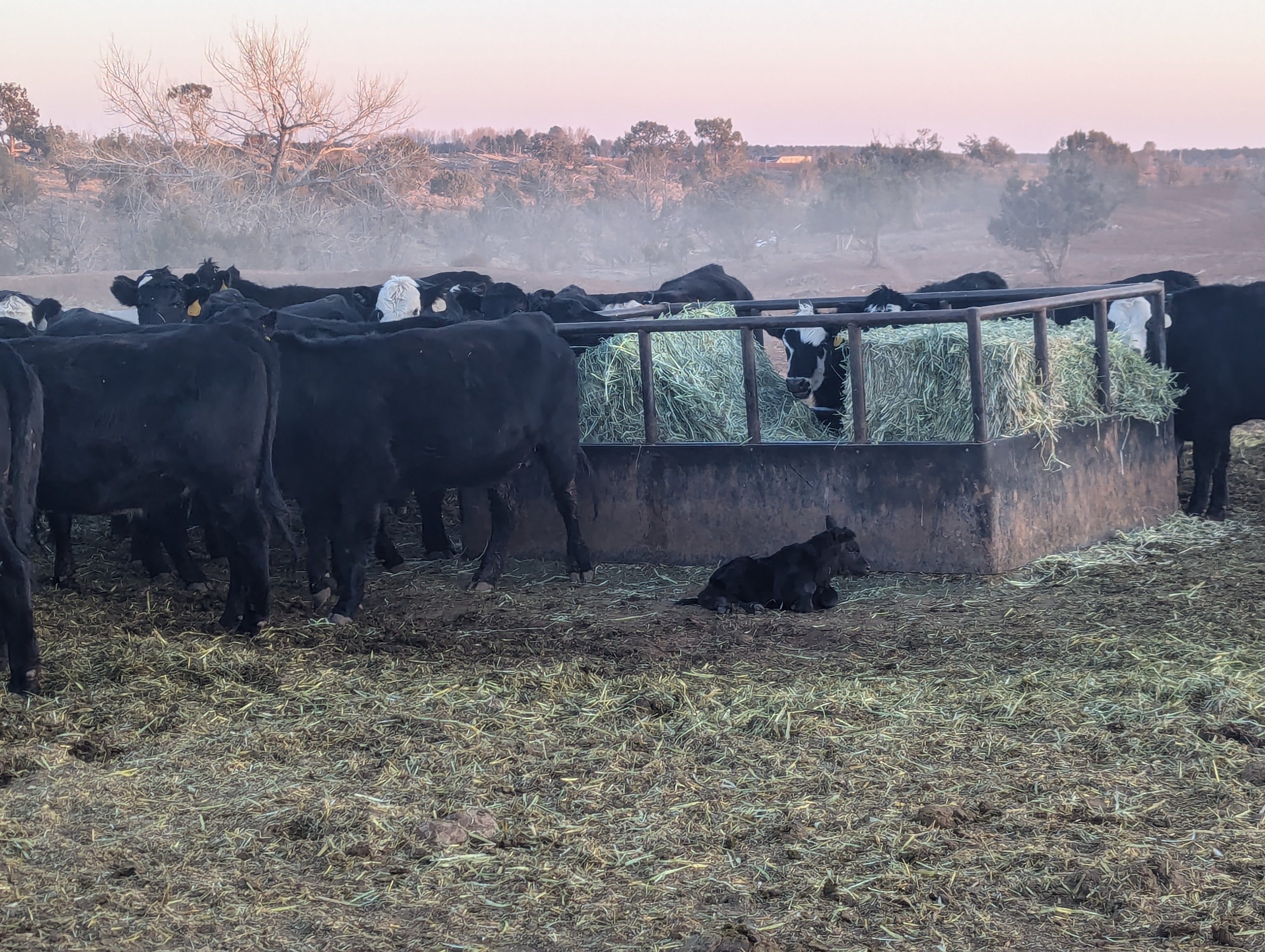 Mother cows gathered around a feeding trough in a field with their calves in blanding utah.